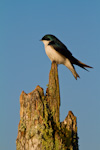 Tree Swallow